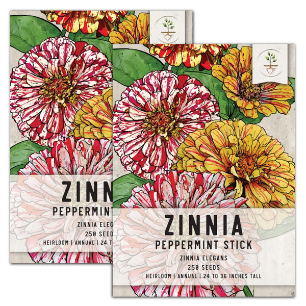 Peppermint Stick Zinnia Mixture (Zinnia elegans)