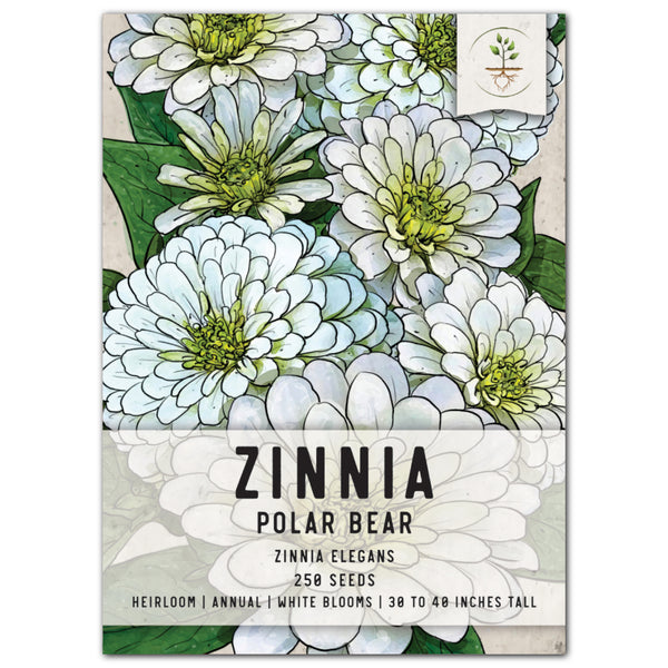 Polar Bear Zinnia Seeds For Planting (Zinnia elegans)