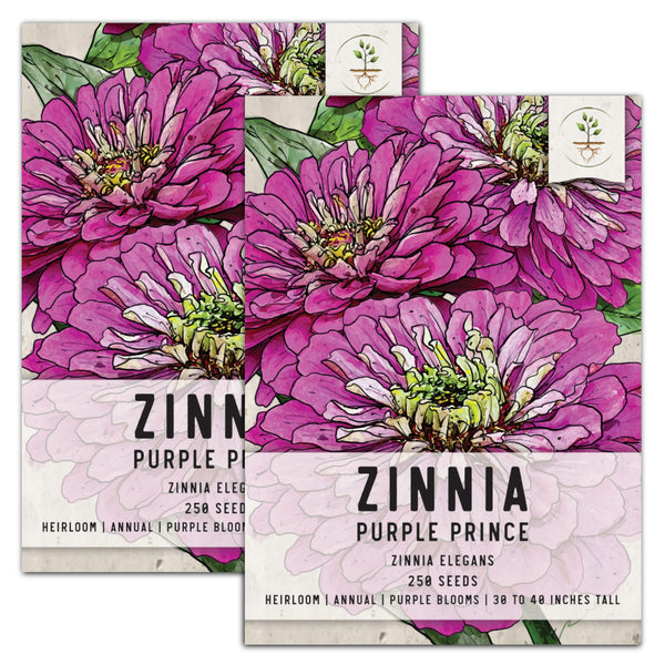Purple Prince Zinnia Seeds For Planting (Zinnia elegans)