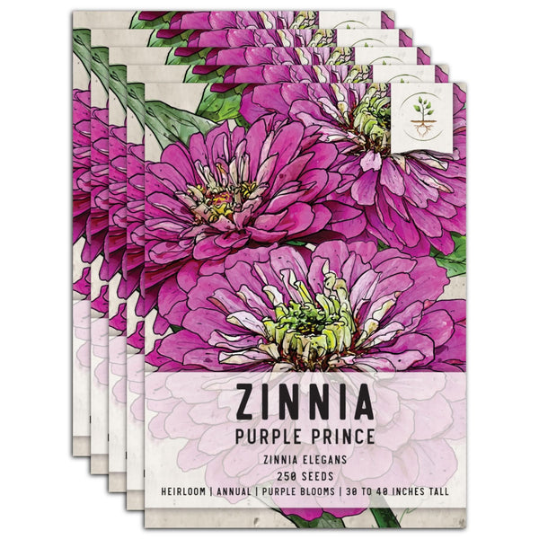 Purple Prince Zinnia Seeds For Planting (Zinnia elegans)
