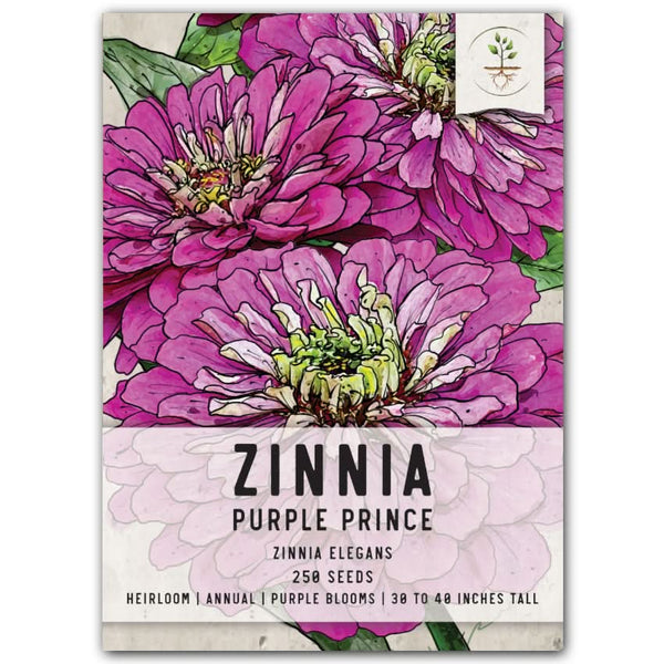 Purple Prince Zinnia Seeds For Planting (Zinnia elegans)