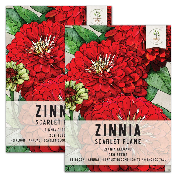 Scarlet Flame Zinnia Seeds For Planting
