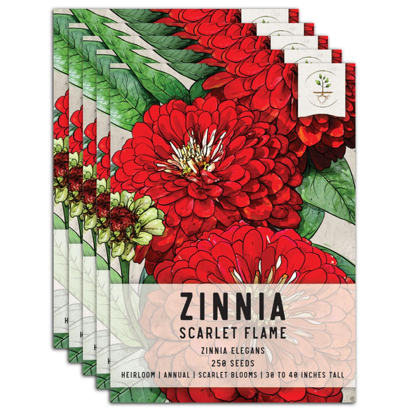 Scarlet Flame Zinnia Seeds For Planting