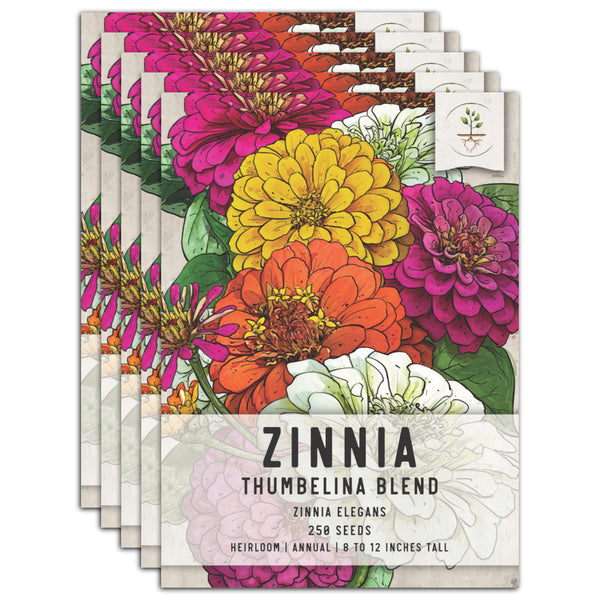 Thumbelina Zinnia Seeds For Planting (Zinnia elegans)