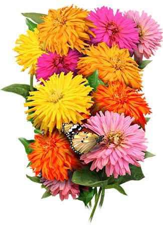 Cactus Zinnia Seeds For Planting Mixed Colors (Zinnia elegans)