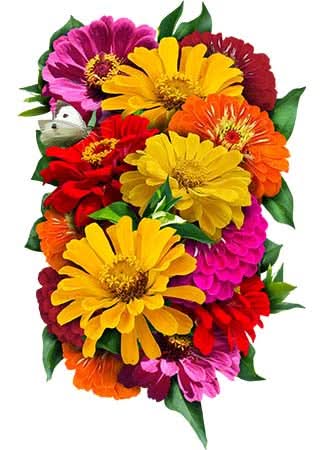 Giants Of California Zinnia Mixture (Zinnia elegans)