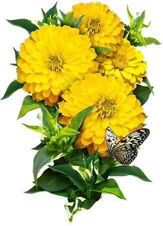 Canary Bird Zinnia Seeds For Planting (Zinnia elegans)