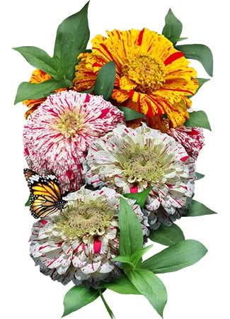 Candystripe Zinnia Mixture (Zinnia elegans)