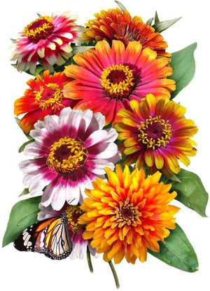 carousel zinnia seeds