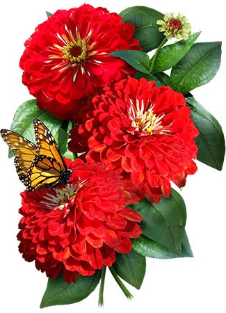 cherry queen zinnia seeds for planting