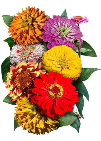 crazy mixed zinnia seeds for planting