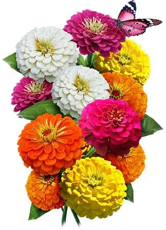 Lilliput Zinnia Mixture (Zinnia elegans)