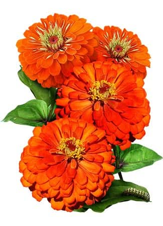 Orange King Zinnia Seeds For Planting (Zinnia elegans)