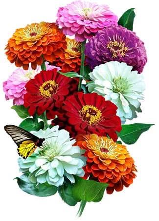 Pumila Zinnia Mixture (Zinnia elegans)