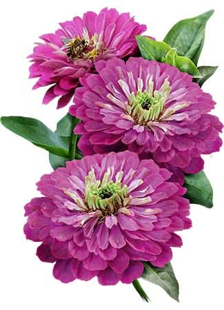 Purple Prince Zinnia Seeds For Planting (Zinnia elegans)