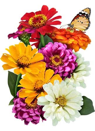 State Fair Zinnia Mixture (Zinnia elegans)