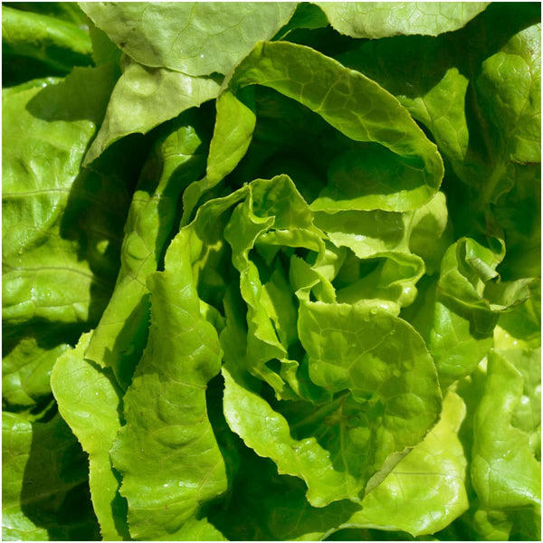 Buttercrunch Lettuce Seeds For Planting (Lactuca sativa)