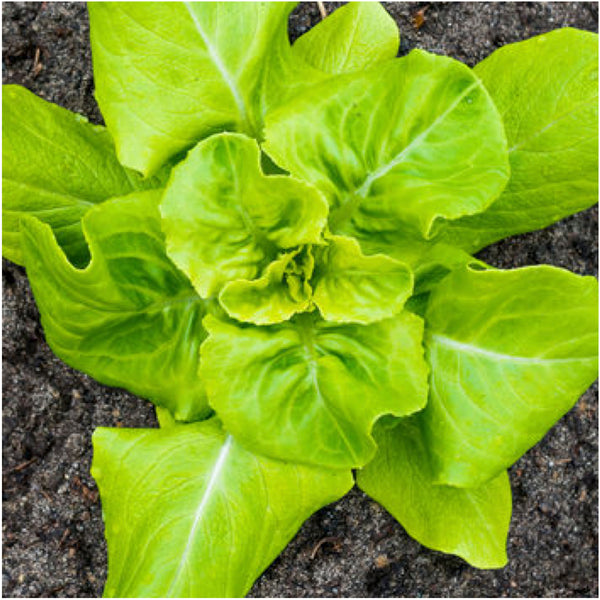buttercrunch lettuce seeds for planting