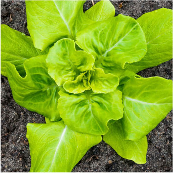 planting buttercrunch lettuce seeds Buttercrunch Lettuce Seeds For Planting (Lactuca sativa) Seed Needs – Seed Needs LLC