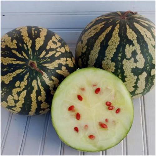 Citron Red Seeded Watermelon Seeds For Planting (Citrullus lanatus)