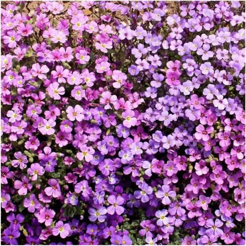 purple rockcress seeds for planting