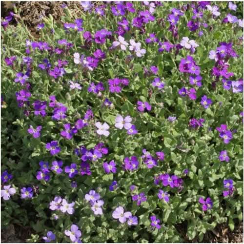 Purple Rockcress Groundcover Seeds For Planting (Aubrieta deltoidea)