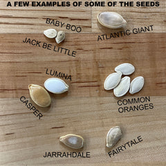 Spooky Mixture Pumpkin Seeds For Planting (Cucurbita pepo / maxima)