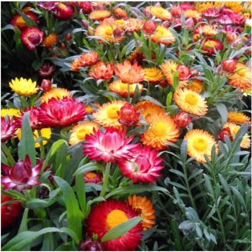 Strawflower Seed Mixture (Helichrysum bracteatum)