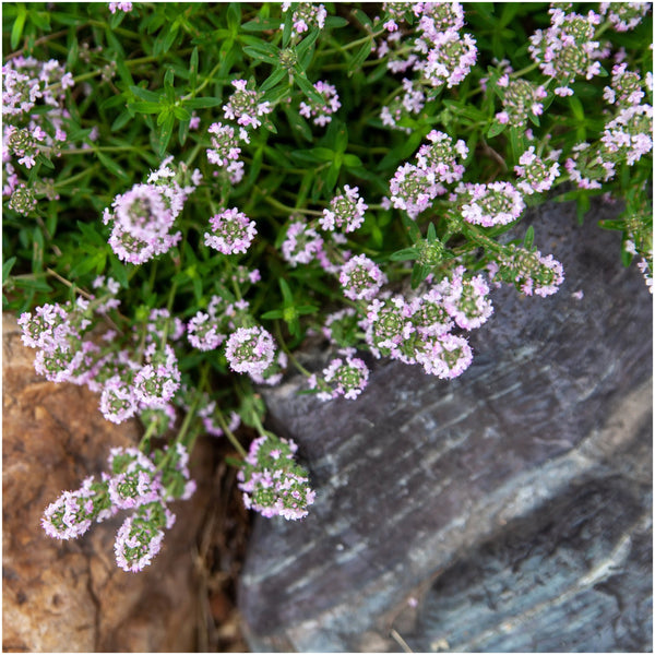 Wild Creeping Thyme Seeds For Planting