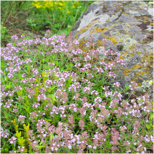 Wild Creeping Thyme Seeds For Planting